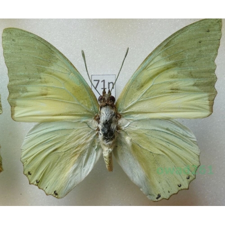 Charaxes eupale latimargo Joicey & Talbot, 1921 C.A.R. 53mm71n